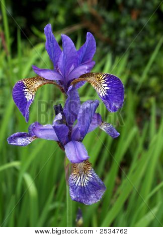 Modrý Iris