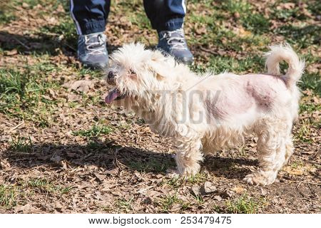 Mature Bichon Dog Outdoor Living In Belgium