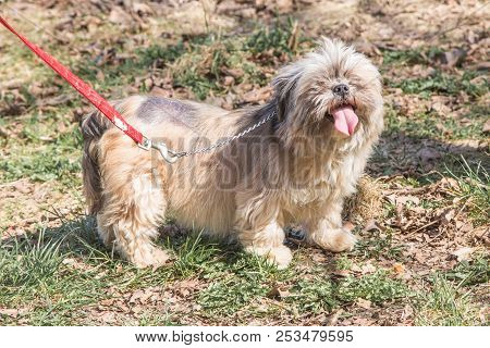 Mature Bichon Dog Outdoor Living In Belgium