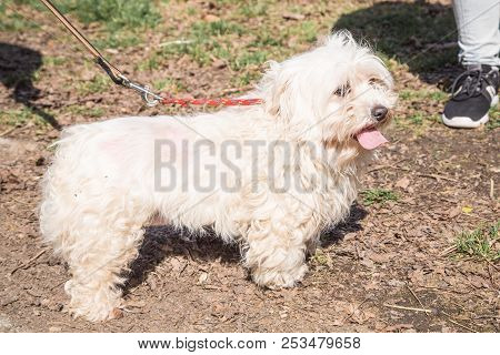 Mature Bichon Dog Outdoor Living In Belgium