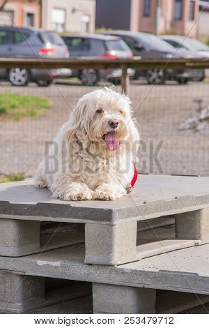 Mature Bichon Dog Outdoor Living In Belgium