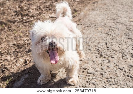 Mature Bichon Dog Outdoor Living In Belgium