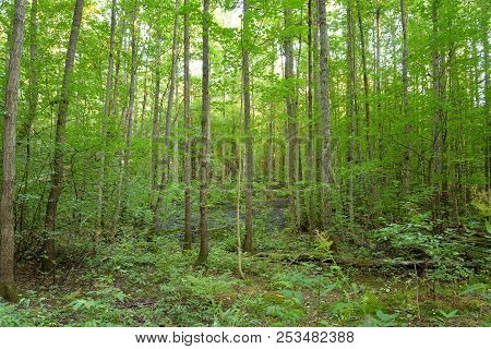 Deciduous Forest At Summer Day In The Karelian Isthmus, Russia.