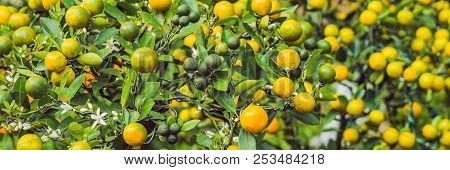 Close Up Vibrant Orange Citrus Fruits On A Kumquat Tree In Honor Of The Vietnamese New Year. Lunar N