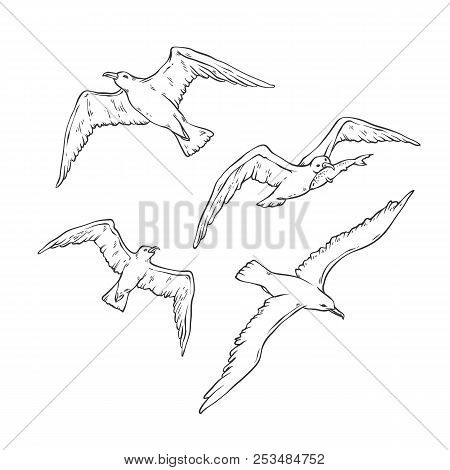 Vector Sketch Set Flying Seagulls. Bird Gull Angler Monochrome Black Outline Illustration Isolated O