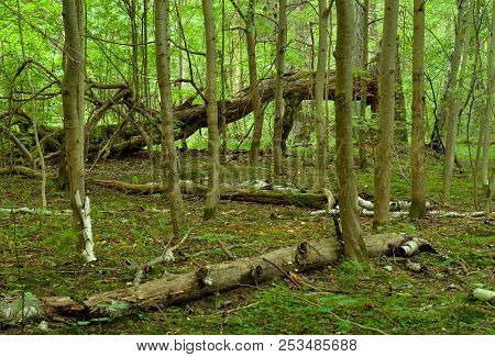 Fallen Trees In The Deciduous Forest In The Karelian Isthmus, Russia.