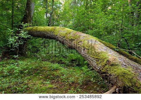 Fallen Trees In The Deciduous Forest In The Karelian Isthmus, Russia.