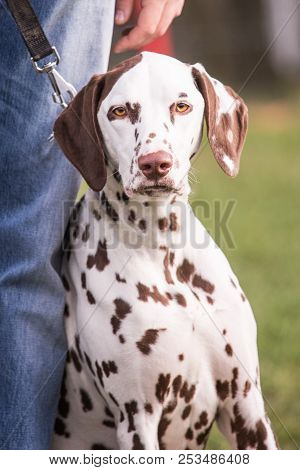 A Dalmatien Dog Puppy Living In Belgium