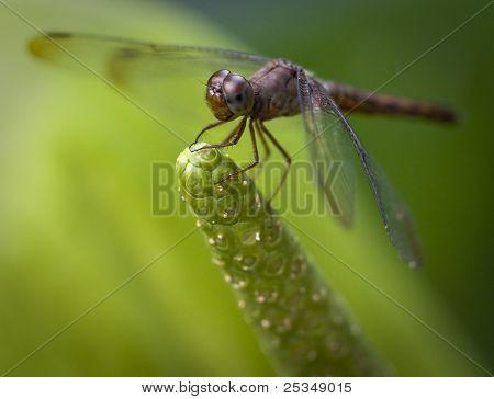 Macro d'une libellule