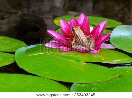 Pacific Chorus Tree Frog Sitting On Pink Water Lily Flower Igarden Backyard Pond