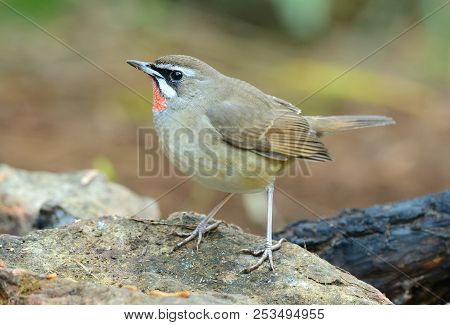 Beautiful Male Siberian Rubythroat (luscinia Calliope) Standing On Ground
