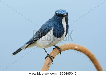 Beatiful Male Ultramarine Flycatcher (ficedula Superciliaris) Possing On The Branch