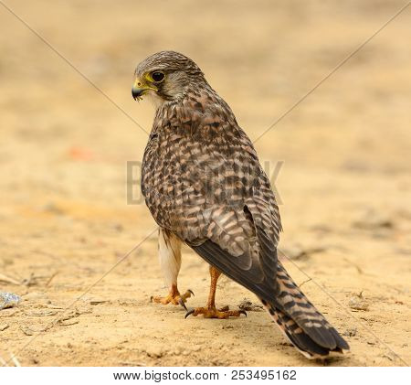 Beautiful Female Common Kestrel (falco Tinnunculus) Standing On Ground