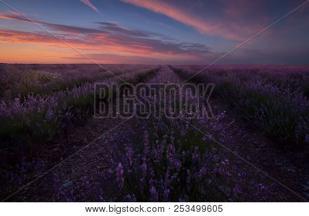 Lavanda Field At Sunset In Palencia, Spain