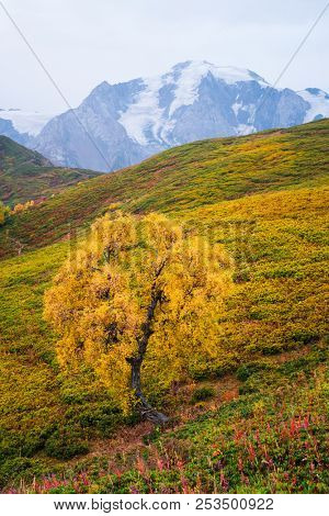 Autumn landscape. Cloudy day in the mountains. Birch on the mountain Mkheer. Zemo Svaneti, Georgia 