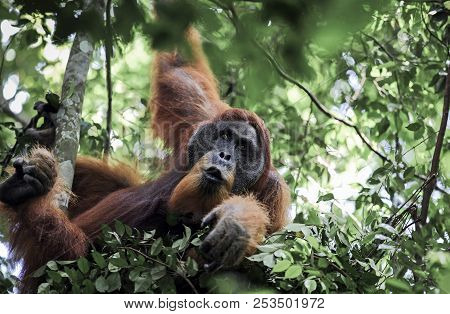 Male Sumatran Orangutan (pongo Abelii) In Day Nest At Gunung Leuser National Park