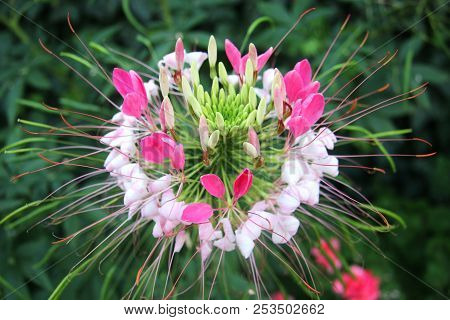 Closeup Shot Of Beautiful Flower Cleoma Spinosa
