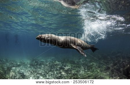 Galapagos Sea Lion (zalophus Wollebaeki) Swimming Fast Underwater