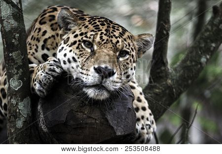 Jaguar (panthera Onca) Resting On Tree In Jungle