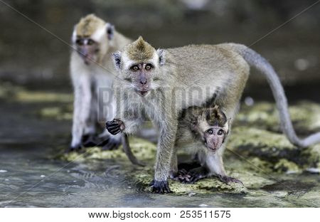 Crab Eating Macaque (macaca Fascicularis) Monkeys On Beach In Java, Indonesia