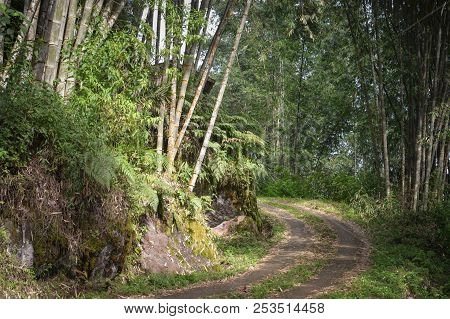 Road Through Bamboo Forest In Tana Toraja Highlands Near Batutumongi Village. South Sulawesi, Indone