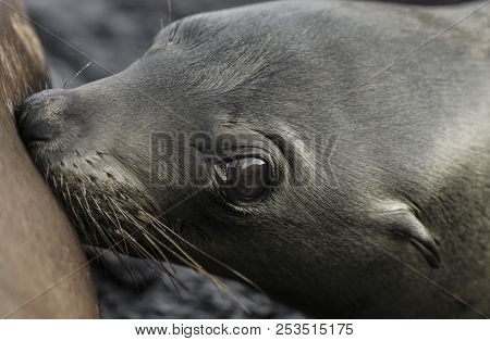 Baby Galapagos Sea Lion (zalophus Wollebaeki) Drinking Milk From Mother