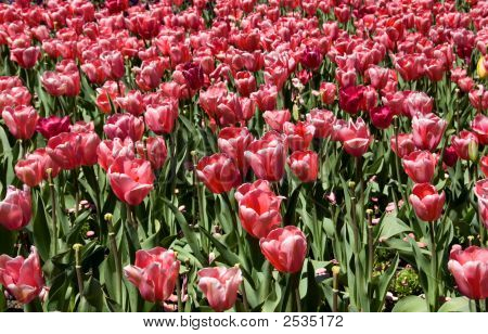 Tulipani