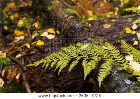 Close Up Of Forest Fern Leaf Turning On Fall Day
