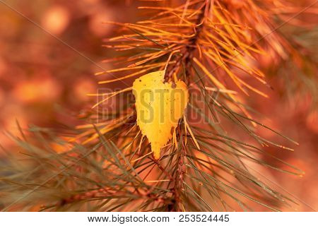 Leaf On Needles And Needles In Autumn .