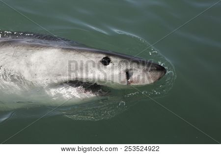 Great White Shark (carcharodon Carcharias) Swimming On Ocean Surface, South Africa
