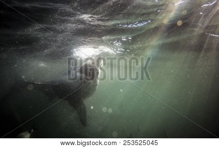 Great White Shark (carcharodon Carcharias) Swimming Underwater In South Africa