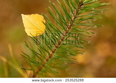 Leaf On Needles And Needles In Autumn .