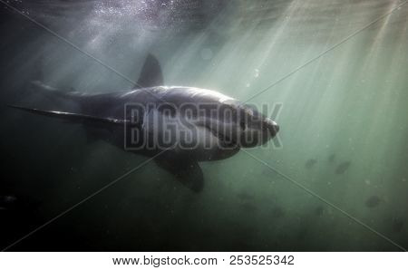 Great White Shark (carcharodon Carcharias) Swimming Underwater In South Africa