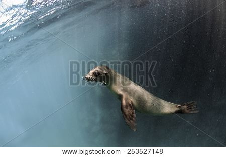Young Galapagos Sea Lion (zalophus Wollebaeki) Underwater