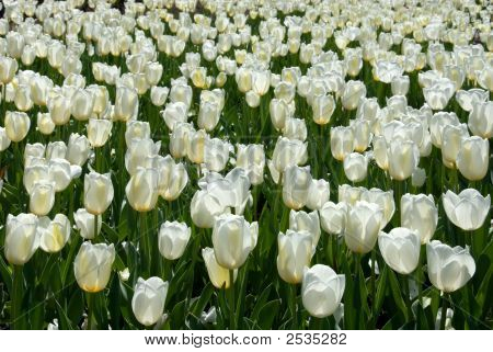 Tulipani