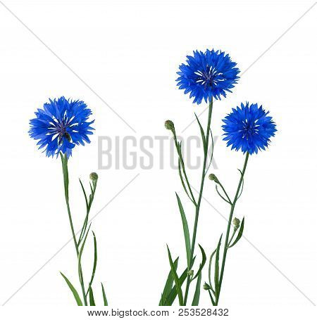 Cornflower Herb Or Bachelor Button Flower Isolated On White Background.