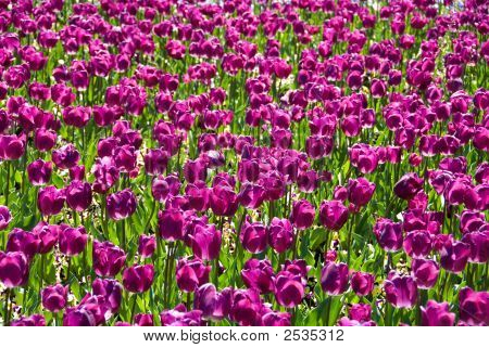 Tulipani