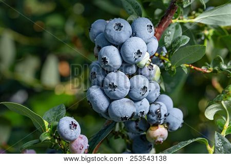 Fresh Organic Blueberries On The Bush. Close Up