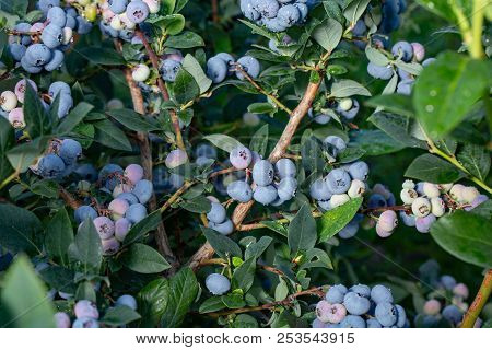 Fresh Organic Blueberries On The Bush. Close Up