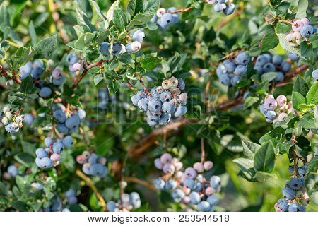 Fresh Organic Blueberries On The Bush. Close Up