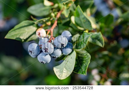 Fresh Organic Blueberries On The Bush. Close Up