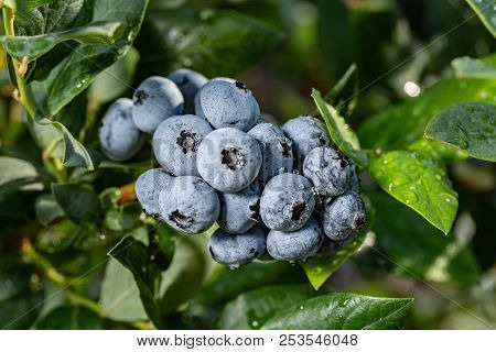 Fresh Organic Blueberries On The Bush. Close Up