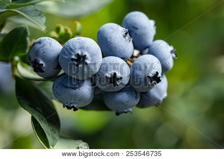 Fresh Organic Blueberries On The Bush. Close Up