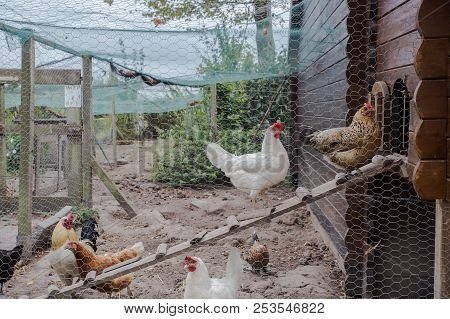 Chicken Coop In Back Yard In Residential Area, Hen In A Farm Yard