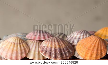 Sea Shells For Background, Deorations And Design