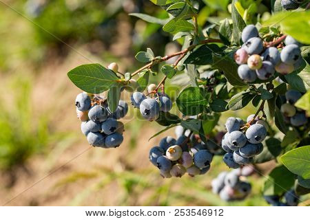 Fresh Organic Blueberries On The Bush. Close Up