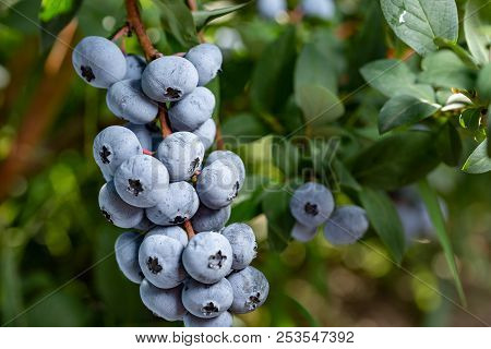 Fresh Organic Blueberries On The Bush. Close Up