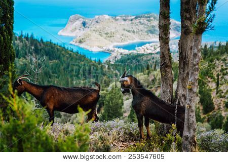 Two Goats Animal Standing Under Cypress Trees Against Amazing Mountainous Landscape Of Assos In Gree