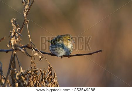Siskin (spinus Spinus) Flew To Eat Sunflower Seeds On The Feeder (on A Pretty Watercolor Background)