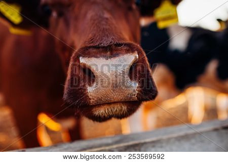 Close-up Of Brown Cow's Nose On Farm Yard At Sunset. Cattle Walking Outdoors In Summer